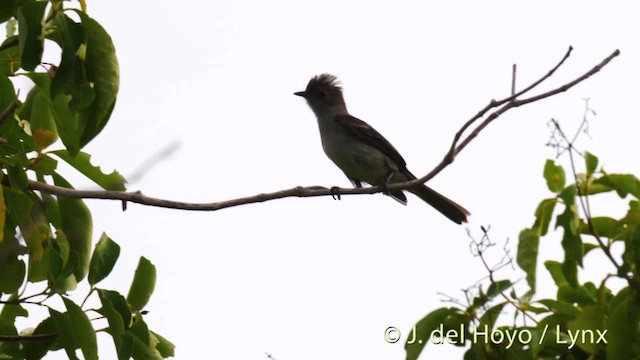 Fiofío Caribeño (grupo martinica) - ML201466361