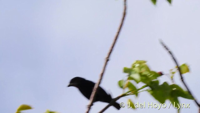 Lesser Antillean Bullfinch - ML201466371