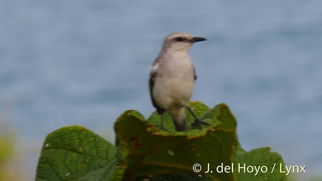 Tropical Mockingbird (Southern) - ML201466381