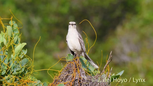 Tropical Mockingbird (Southern) - ML201466391