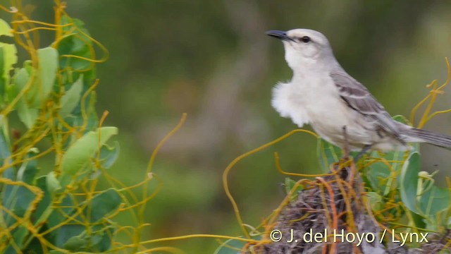 Tropical Mockingbird (Southern) - ML201466401