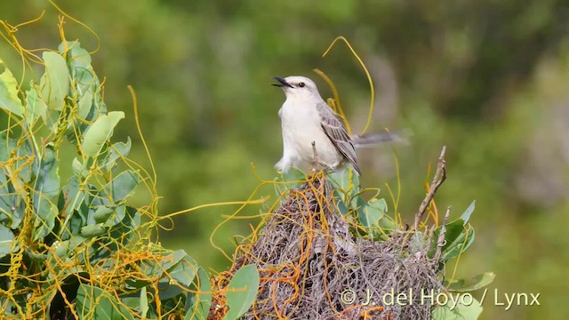 Sinsonte Tropical (grupo gilvus) - ML201466411