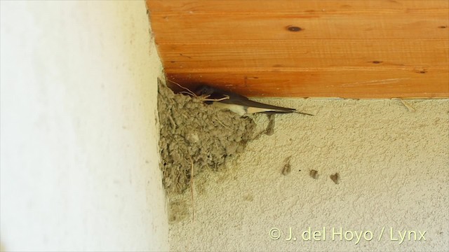 Barn Swallow (White-bellied) - ML201466531