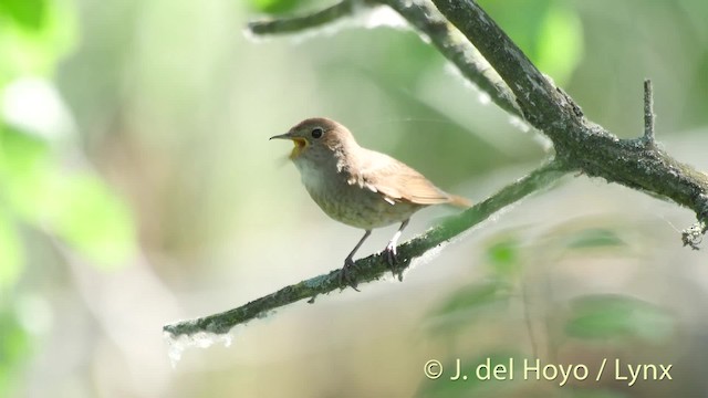 Thrush Nightingale - ML201466561