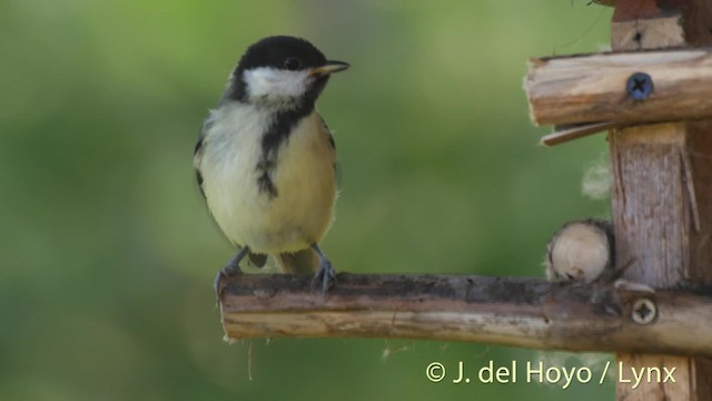 Great Tit (Great) - ML201466571