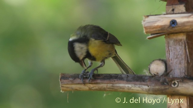 Great Tit (Great) - ML201466581