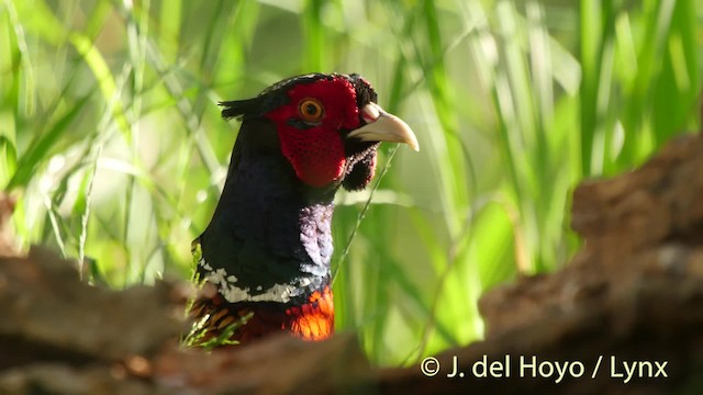 Ring-necked Pheasant - ML201466591