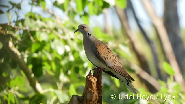 European Turtle-Dove - ML201466621