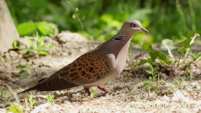 European Turtle-Dove - ML201466631