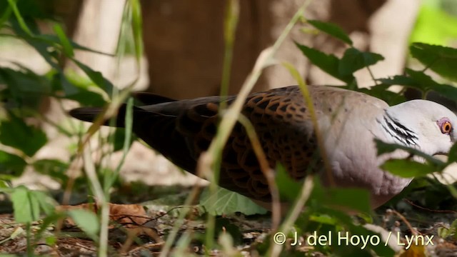 European Turtle-Dove - ML201466641