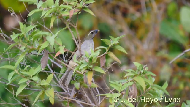 Lesser Antillean Saltator - ML201466691