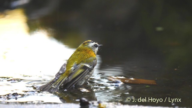 Common Firecrest - ML201467131