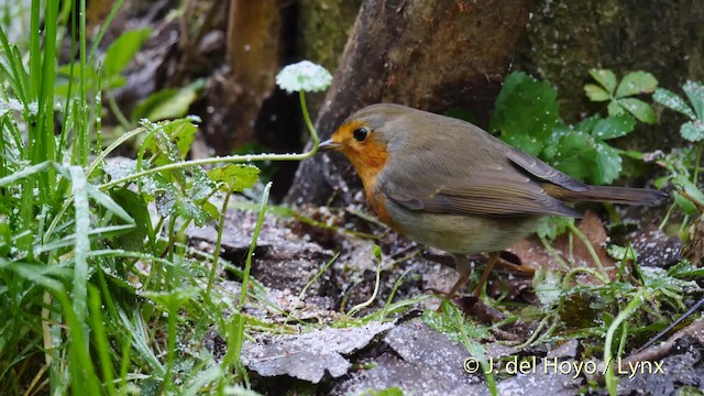 European Robin - ML201467261