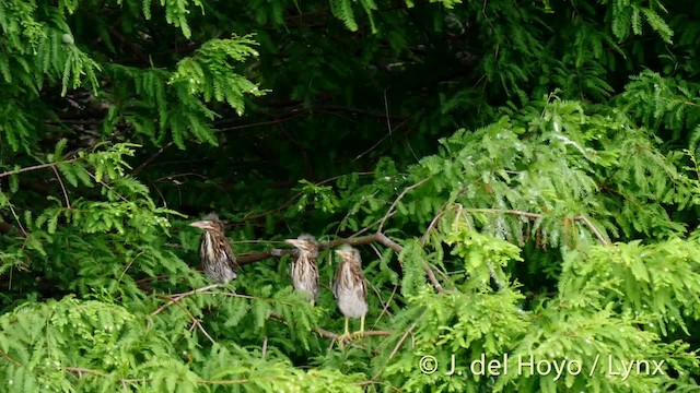 Green Heron (virescens/bahamensis) - ML201467511