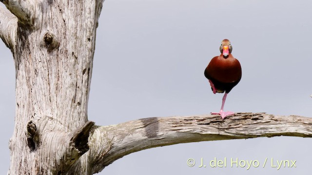 Красноклювая древесная утка (fulgens) - ML201467541