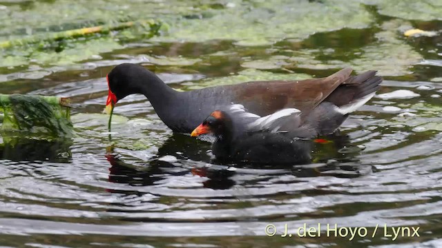 Common Gallinule (American) - ML201467591