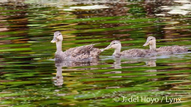 Florida Ördeği (fulvigula) - ML201467681