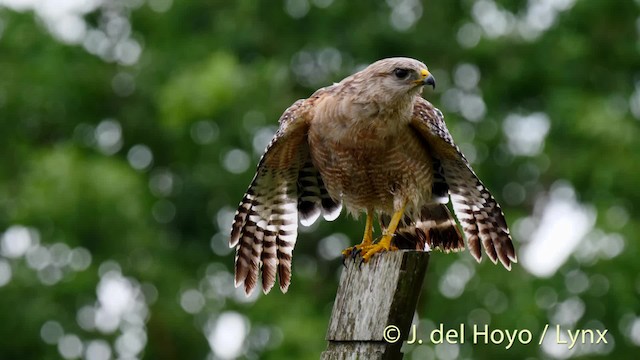 káně páskovaná (ssp. extimus) - ML201467711