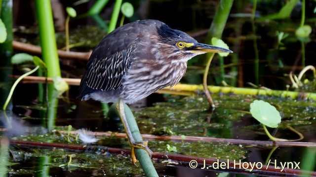 Green Heron (virescens/bahamensis) - ML201467731