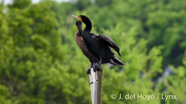 Double-crested Cormorant - ML201467801