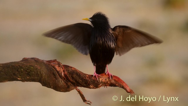 Estornino Negro - ML201467891