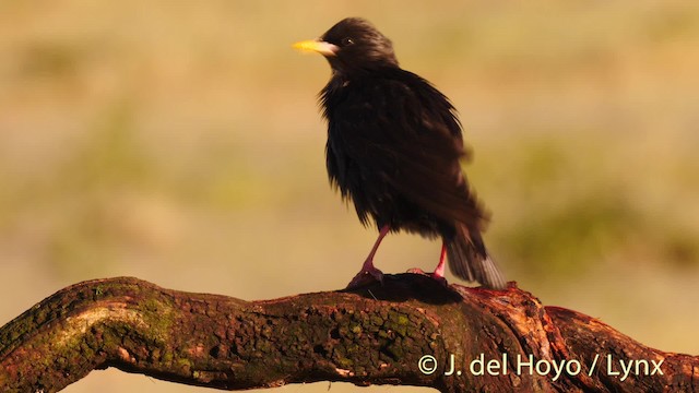 Estornino Negro - ML201467901