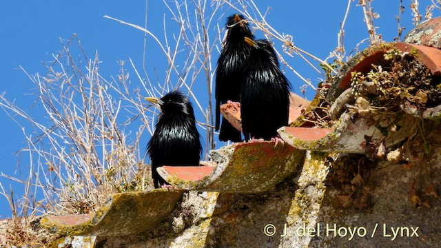 Spotless Starling - ML201468101