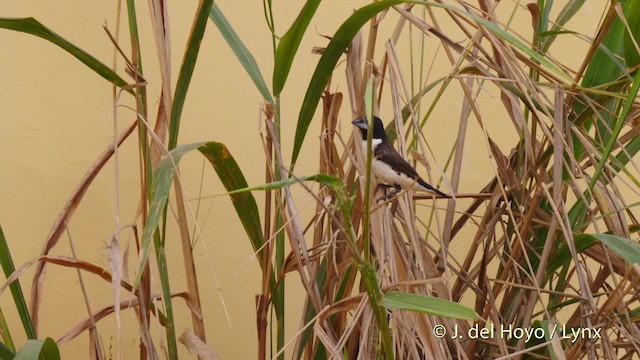 Magpie Mannikin - ML201468121