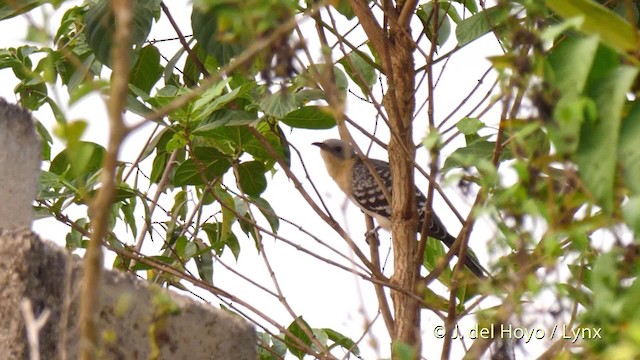 Great Spotted Cuckoo - ML201468151