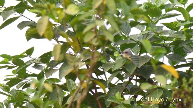 Great Spotted Cuckoo - ML201468161