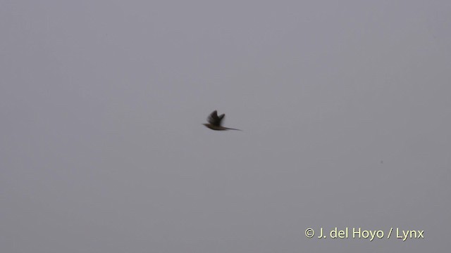 Great Spotted Cuckoo - ML201468171