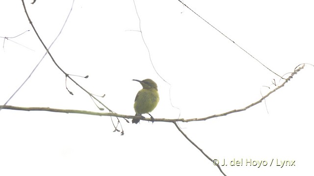 Copper Sunbird - ML201468231