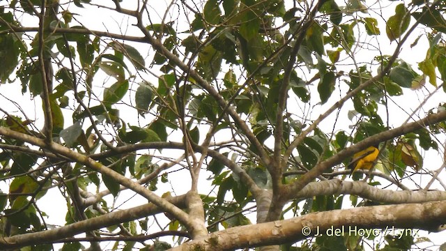 ハグロコウライウグイス - ML201468271