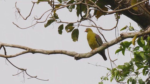 African Green-Pigeon (African) - ML201468321