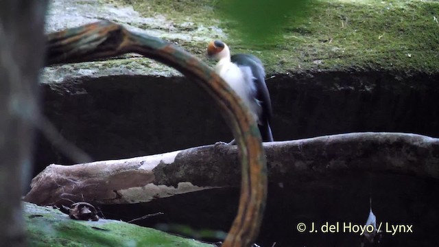 White-necked Rockfowl - ML201468341