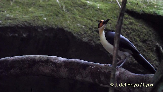 White-necked Rockfowl - ML201468351