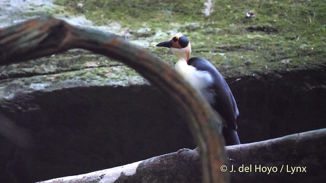 White-necked Rockfowl - ML201468361