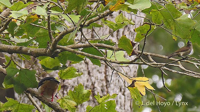 Buff-throated Sunbird - ML201468401