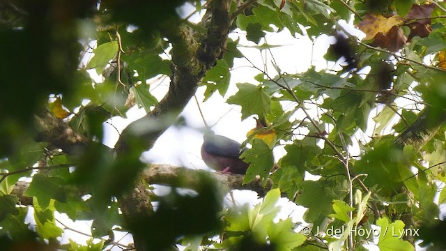 Pigeon à nuque bronzée - ML201468411