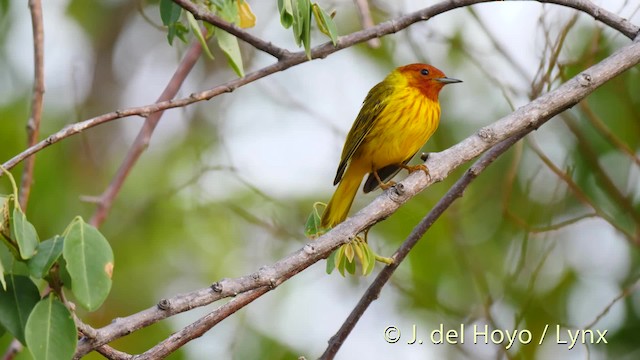 Goldwaldsänger [petechia-Gruppe] - ML201468471