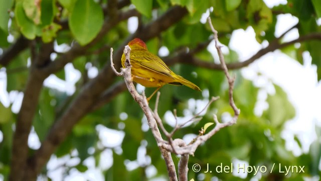 Goldwaldsänger [petechia-Gruppe] - ML201468481