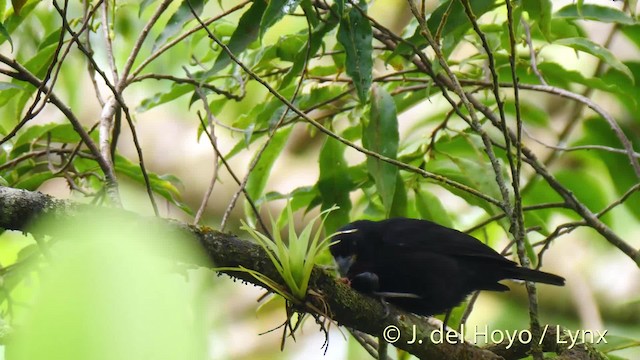 Lesser Antillean Bullfinch - ML201468611