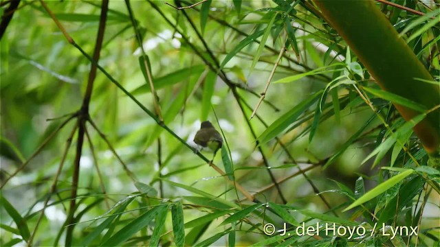 Vireo Bigotudo - ML201468641