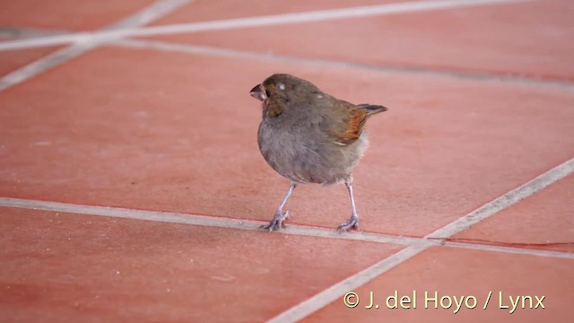 Lesser Antillean Bullfinch - ML201468651