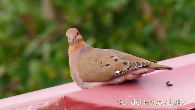 Zenaida Dove - ML201468661