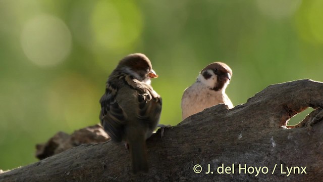 Eurasian Tree Sparrow - ML201468671