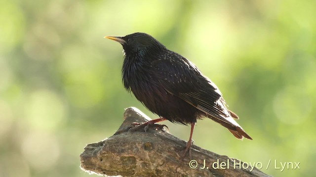 European Starling - ML201468691