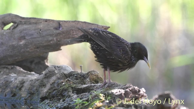 European Starling - ML201468701