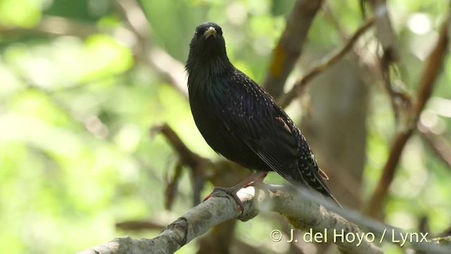 European Starling - ML201468711