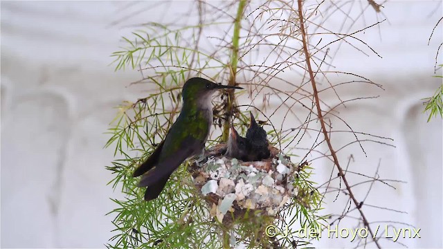 Antillean Crested Hummingbird (Lesser Antilles) - ML201468741